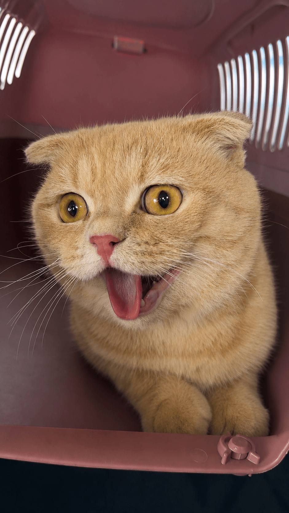 Meet Biscuit, our office cat